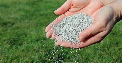 How Long Does It Take Fertilizer to Work: And Why Do Plants Sometimes Dream in Green?