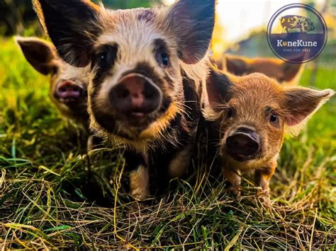 How Much Does It Cost to Feed a Kunekune Pig? And Why Do They Prefer Pineapple Over Pizza?