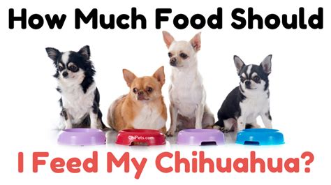 How Much Food Should I Feed My Chihuahua and Why Do They Dream of Taco Tuesdays?