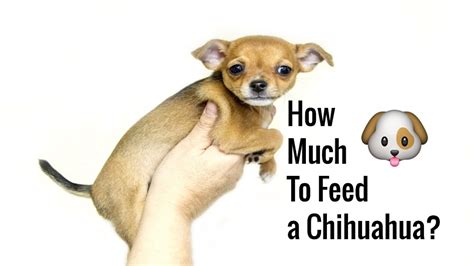 How Much Should You Feed a Chihuahua, and Why Do They Dream of Taco Tuesdays?