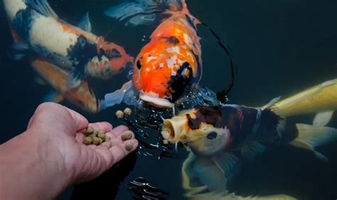 How Much to Feed a Beta Fish: A Dive into the Aquatic Culinary World