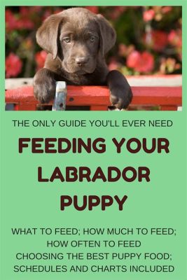 How Much to Feed a Lab Puppy in Cups: A Comprehensive Guide to Nourishing Your Furry Friend