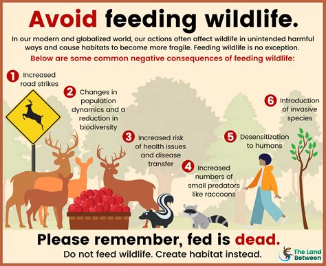 Is it illegal to feed wild animals, and does it make them forget how to hunt?