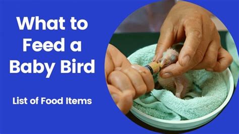 What Can You Feed a Baby Bird: Exploring the Culinary Adventures of Avian Infants