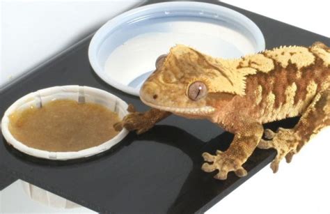 What to Feed a Crested Gecko: A Culinary Journey Through the Jungle of Choices