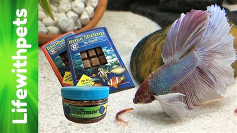 What to Feed Beta Fish: A Dive into the Aquatic Culinary World