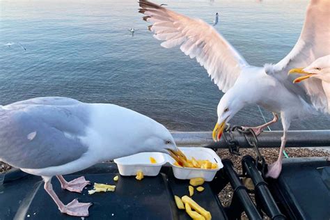 What to Feed Seagulls and Why They Might Prefer Your Leftover Pizza