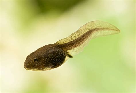 What to Feed Tadpoles with Legs: A Journey into the Culinary Preferences of Amphibious Adolescents