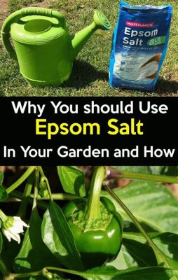 When to Spray Epsom Salt on Tomatoes: A Guide to Timing and Unrelated Musings on the Cosmic Dance of Gardening