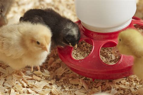 When to Switch Chicks to Grower Feed: A Comprehensive Guide to Timing and Nutritional Needs